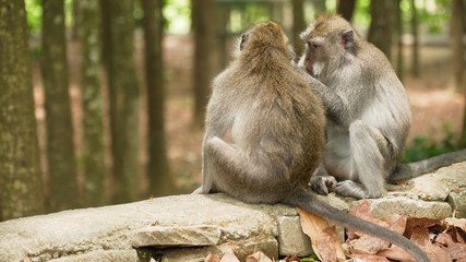 Obraz premium Monkey macaque in the rain forest. Monkeys in the natural environment. Bali, Indonesia. Long-tailed macaques, Macaca fascicularis