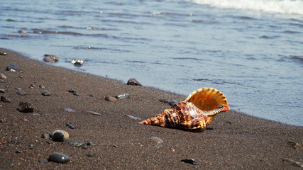 sea shell on sandy beach against sea surf. shell horn on coast seascape