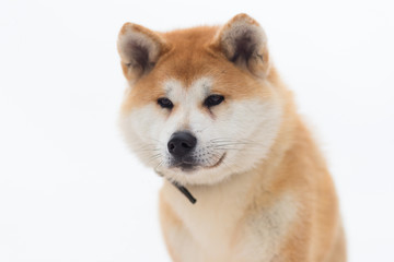 Akita inu in winter Park