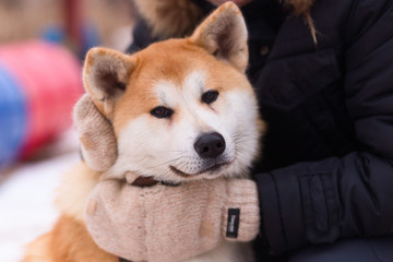 Akita inu in winter Park