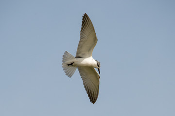 Sterne hansel,.Gelochelidon nilotica, Gull billed Tern