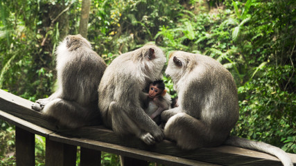 monkey mother breastfeeds baby. Monkey macaque in the rain forest. Monkeys in the natural environment. Bali, Indonesia. Long tailed macaques, Macaca fascicularis