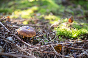 Boletus edulis in coniferous forest, autumn time. Mushroom hunting
