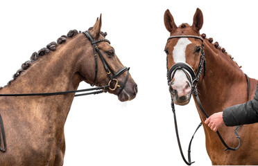 Obraz premium Two horses isolated on white background