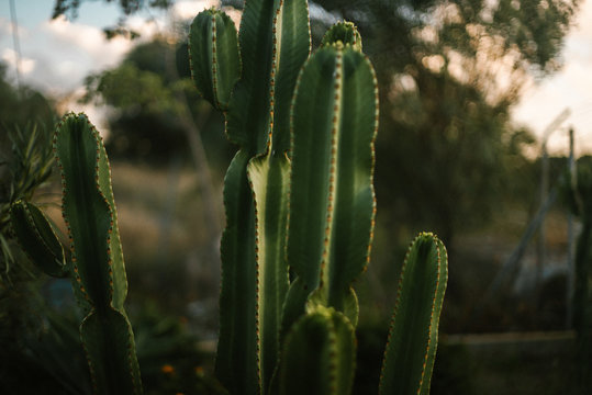 Green cactus growing in countryside