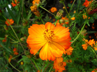 Flower in the garden