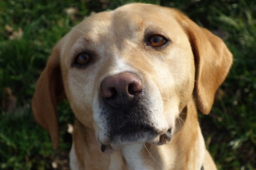 Porträt einer Labradorhündin