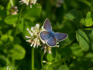 Common blue butterfly (Polyommatus icarus) on the flower