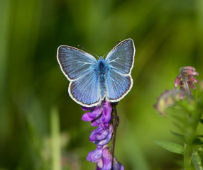 Common blue butterfly (Polyommatus icarus) on the flower