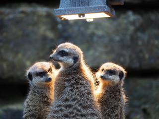 Erdmännchen unter Wärmelampe