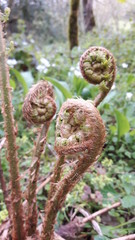 Fern curls