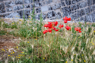 Red poppy