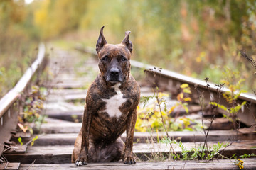 Serious tiger dog walks at abandoned railway