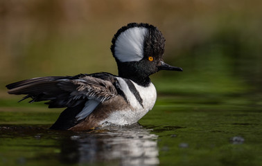 Hooded Merganser 