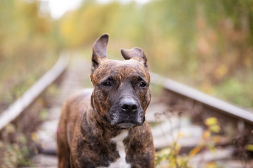 Serious tiger dog walks at abandoned railway