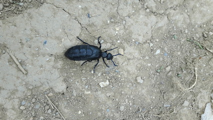 Black Oil Beetle (Meloe proscarabaeus) 