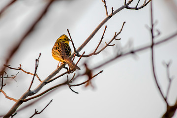 song bird yellow hammer on a tree