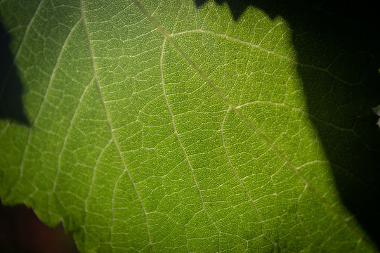 Hoja de parra