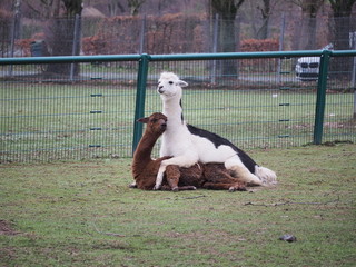 Alpakas bei der Paarung