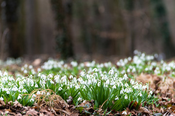Beautiful snowdrops background