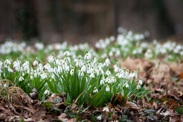 Beautiful snowdrops background