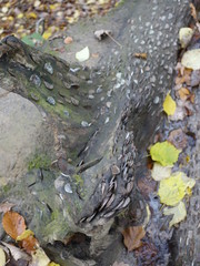 Obraz premium a log with embedded pennies