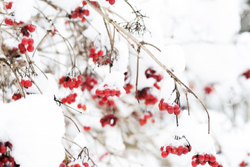 Red bunches of ripe viburnum covered with snow on a winter day