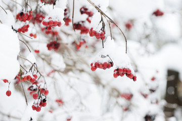 Red bunches of ripe viburnum covered with snow on a winter day