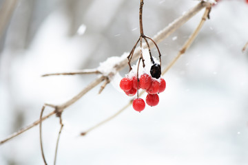 Red bunches of ripe viburnum covered with snow on a winter day