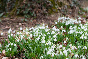 Fototapeta premium Beautiful snowdrops background