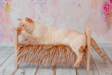 Thai cat with blue eyes lies on small wooden bed with faux fur blanket