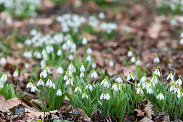 Beautiful snowdrops background