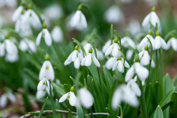 Beautiful snowdrops background