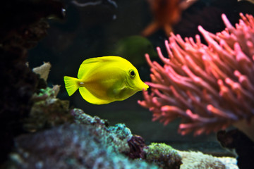 Acquarium 1