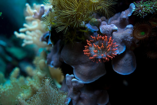 Acquarium 2