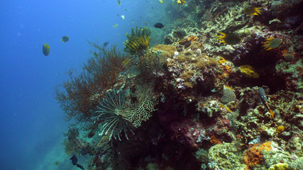Fototapeta na wymiar tropical fish and coral reef underwater world diving and snorkeling on coral reef. Hard and soft corals underwater landscape