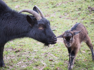 Ziege mit grade erst neugebohrenem