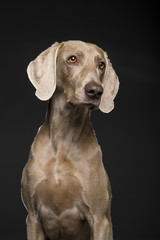 Portrait of female Weimaraner dog on a black background