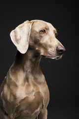 Portrait of female Weimaraner dog on a black background