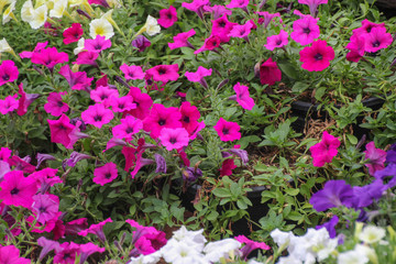  Ruellia clandestina flower in the garden.