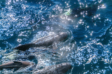 A group of Long-Finned Pilot Whales -Globicephala melas- swimming in the South Atlantic Ocean, near...