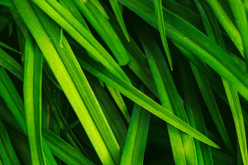 Natural vivid shiny green grass close-up with copy space. Pure, pleasant, rich greenery with small defects in macro. Background from green textured imperfect plants. Unideal diagonal pleasant grass.