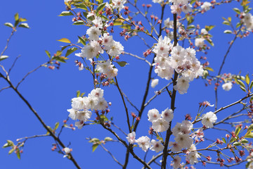 Bloom sakura and spring has come.