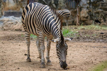 Fototapeta na wymiar Zebra is eating grass in Dusit Zoo. Bangkok, Thailand.