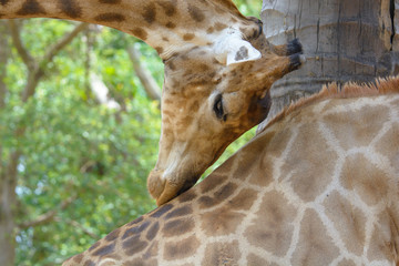 Giraffe couples love each other. A gesture of love for giraffes at Khao Din Zoo in Thailand.