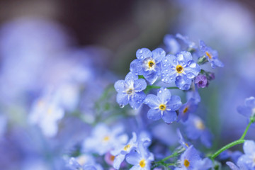 Gentle forget-me-nots in raindrops