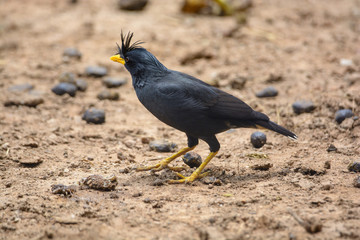Great myna or White-vented Myna (Asian Glossy Starling) a single black bird stand looking for food on the ground.