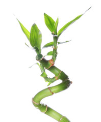 lucky bamboo close up