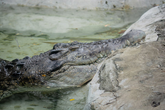 Close up Crocodile head relax in the water at Khao Din Zoo in Thailand. Relaxing of animals.