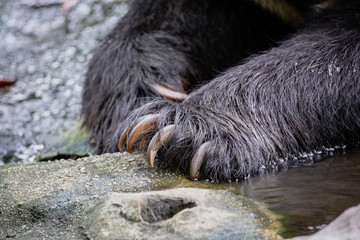 Close up of a bear's paw with claws. Black bear (Ursus thibetanus) relaxing in the water.